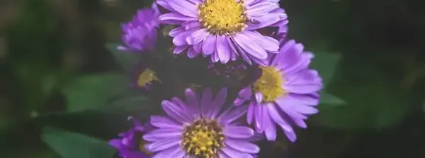 دانلود عکس گل ستاره ای