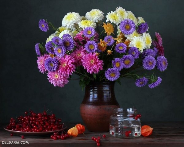 عکس گل ستاره ای بنفش