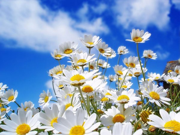 عکس انواع گلهای بهاری