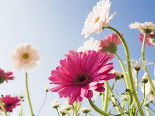 عکس انواع گلهای بهاری