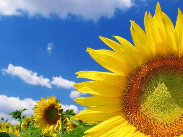 عکس انواع گلهای بهاری