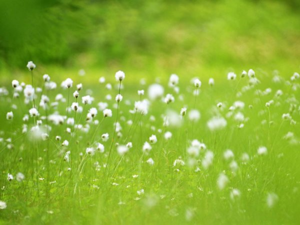 عکس انواع گلهای بهاری