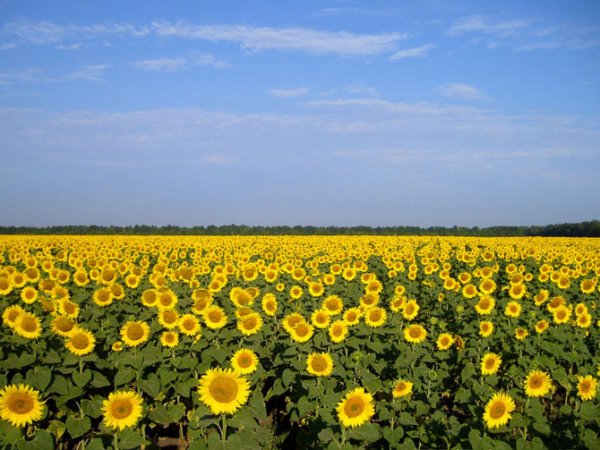 عکس انواع گلهای بهاری