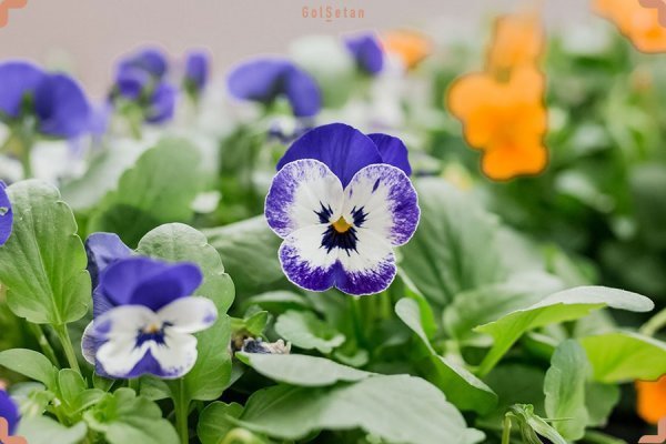 عکس انواع گلهای بهاری