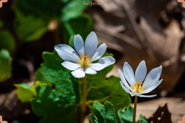 عکس انواع گلهای بهاری