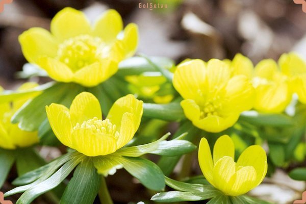 عکس انواع گلهای بهاری