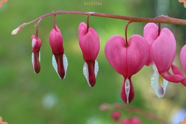 عکس انواع گلهای بهاری