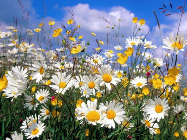 عکس انواع گلهای بهاری