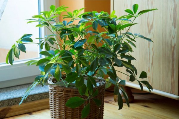 عکس انواع گل طبیعی
