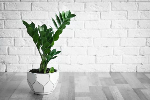 عکس انواع گل طبیعی