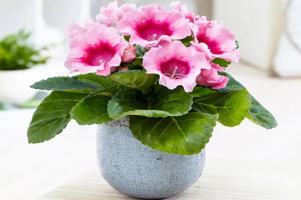 عکس انواع گل طبیعی