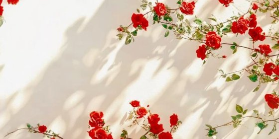 عکس انواع گل طبیعی