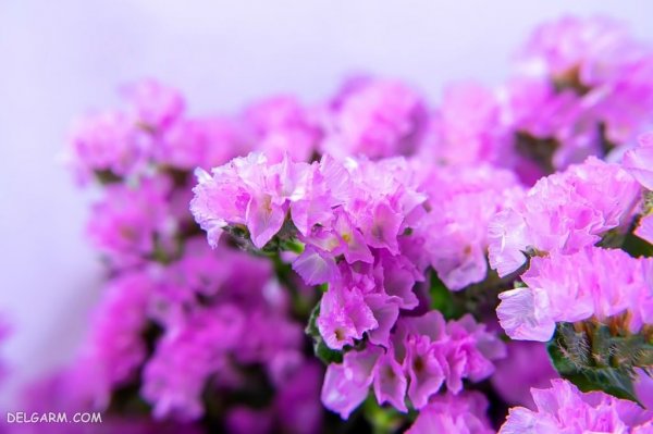  عکس از گل استاتیس (لیمونیوم)