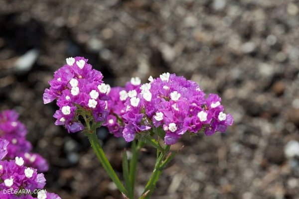  دانلود عکس گل لیمونیوم با کیفیت