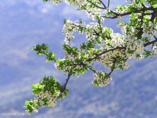 عکس شکوفه گلابی برای پروفایل