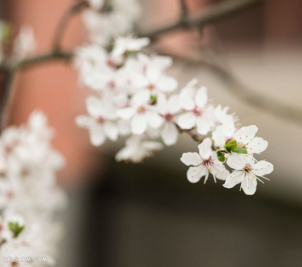  عکس شکوفه گلابی برای پروفایل