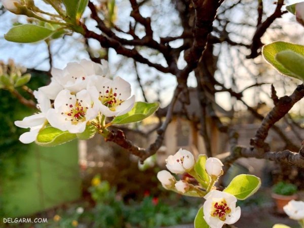  عکس شکوفه گلابی برای پروفایل