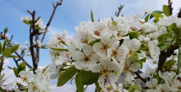  عکس شکوفه گلابی برای پروفایل