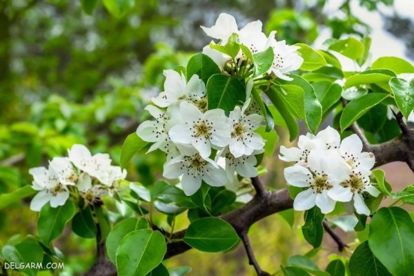  عکس شکوفه گلابی برای پروفایل