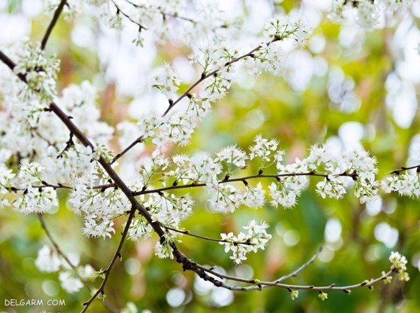  عکس شکوفه گلابی برای پروفایل