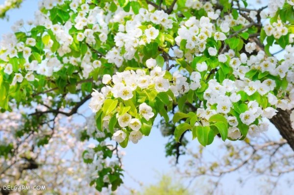  عکس شکوفه گلابی برای پروفایل