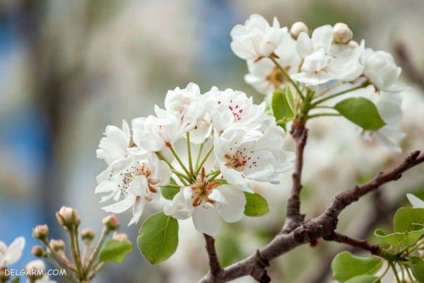  عکس شکوفه گلابی برای پروفایل
