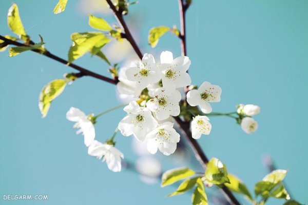  عکس شکوفه گلابی برای پروفایل