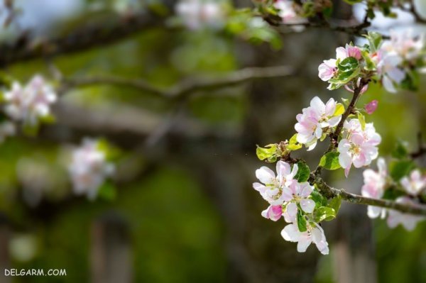  عکس شکوفه گلابی برای پروفایل