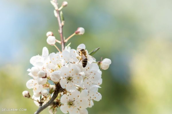  عکس شکوفه گلابی برای پروفایل