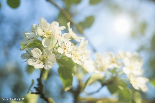  عکس شکوفه گلابی برای پروفایل