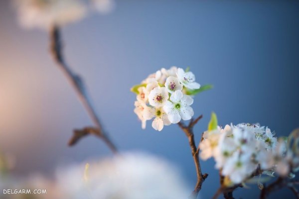  عکس شکوفه گلابی برای پروفایل