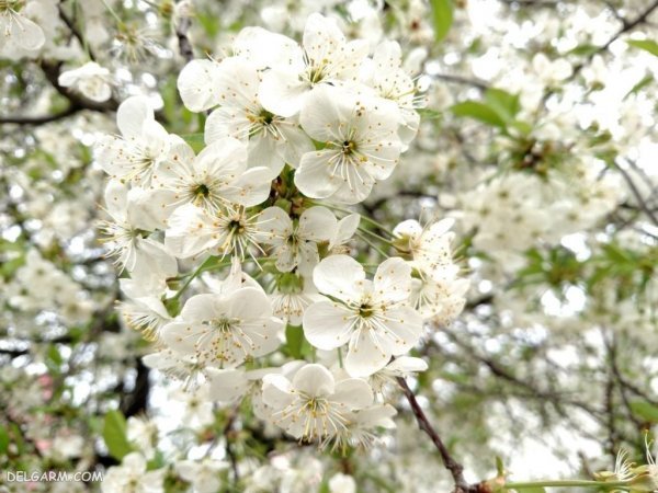  عکس شکوفه گلابی برای پروفایل