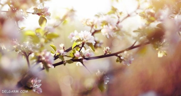  عکس شکوفه گلابی برای پروفایل