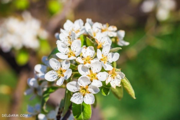  عکس شکوفه گلابی برای پروفایل
