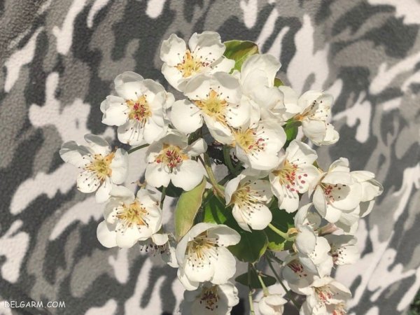  عکس شکوفه گلابی برای پروفایل