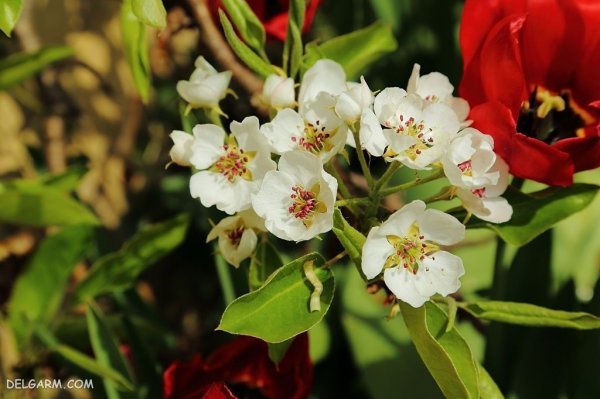  عکس شکوفه گلابی برای پروفایل