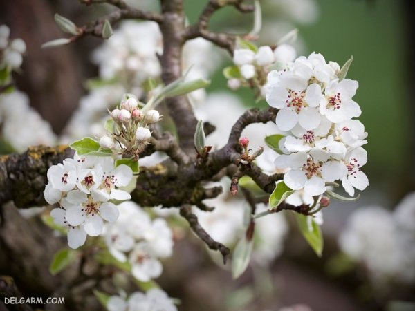  عکس شکوفه گلابی برای پروفایل