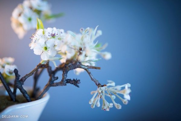  عکس شکوفه گلابی برای پروفایل