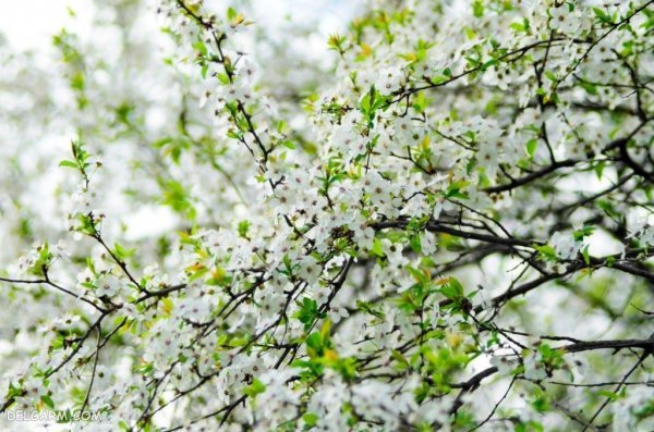  عکس شکوفه گلابی برای پروفایل