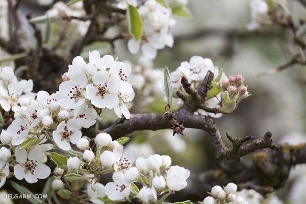  عکس شکوفه گلابی برای پروفایل
