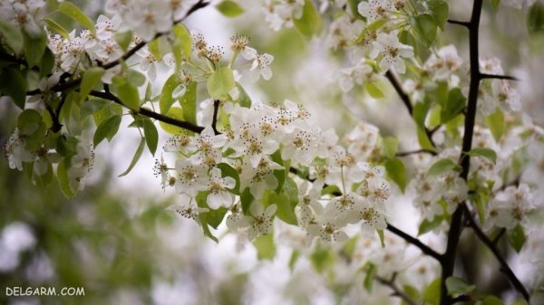  عکس شکوفه گلابی برای پروفایل