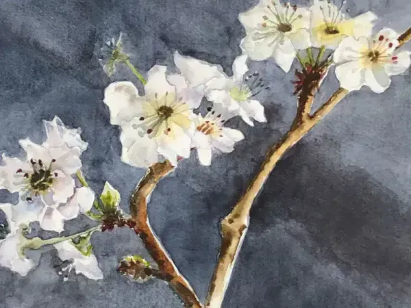  شکوفه درخت گلابی بیروتی