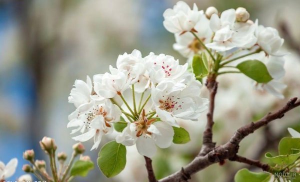  شکوفه درخت گلابی بیروتی