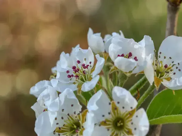  شکوفه درخت گلابی بیروتی