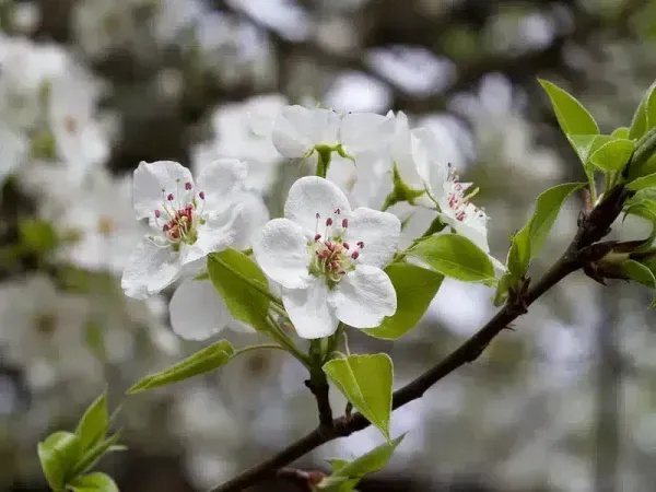  شکوفه درخت گلابی بیروتی