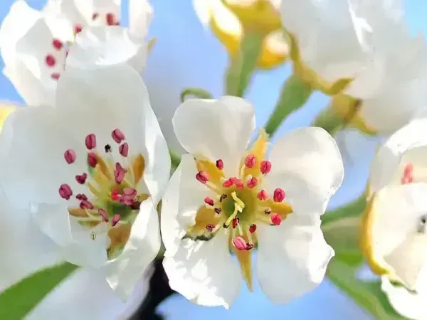  شکوفه درخت گلابی بیروتی