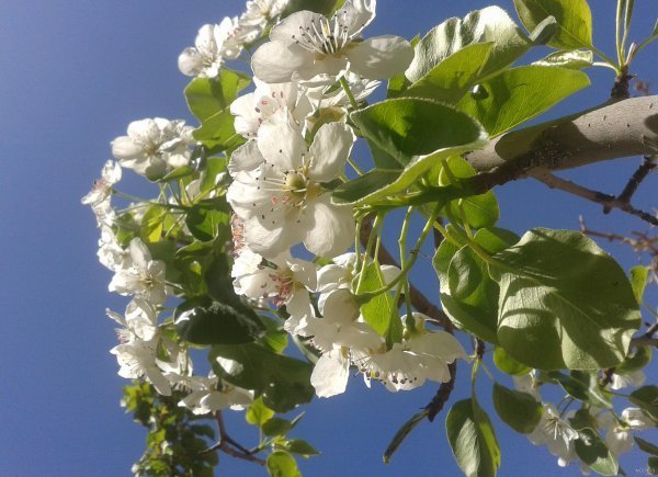  شکوفه درخت گلابی بیروتی