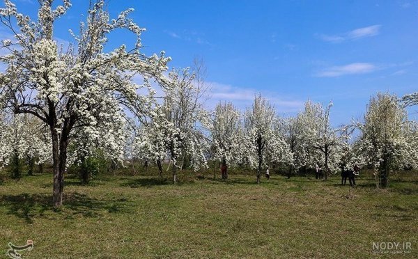  شکوفه درخت گلابی بیروتی