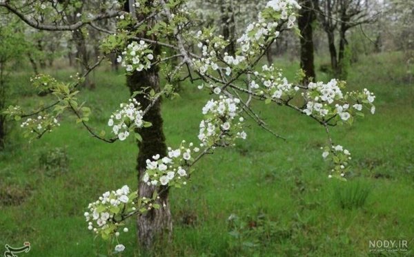  شکوفه درخت گلابی بیروتی