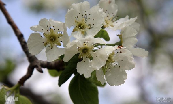  شکوفه درخت گلابی بیروتی